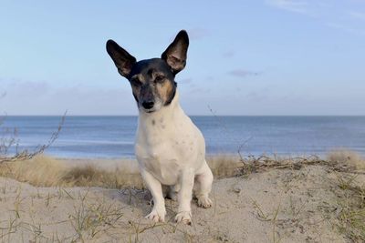 Portrait of dog on beach against sky