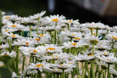 Close-up of white flowers blooming