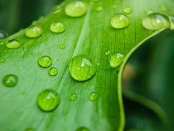 Close-up of raindrops on leaf