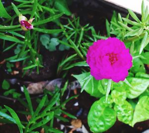 Close-up of purple flowers blooming outdoors