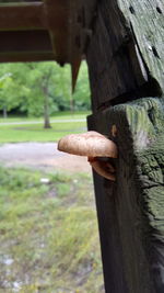 Close-up of wooden door