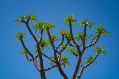 Low angle view of tree against clear blue sky