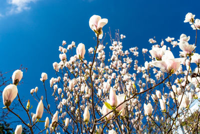 Close-up of white flowering plants against blue sky