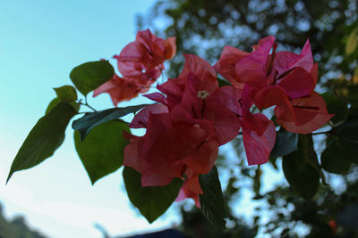 Close-up of bougainvillea blooming against sky