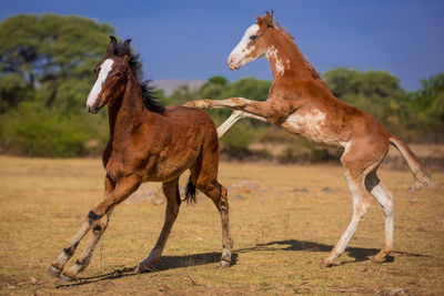 Horse standing on field