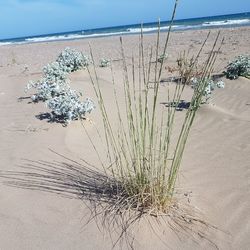 Plant growing on sand at beach against sky