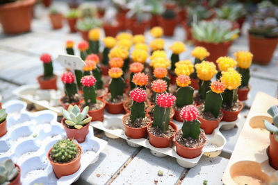 Close-up of potted plants on table