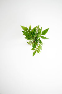 Close-up of leaves over white background