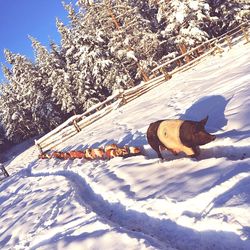 Scenic view of snow covered field