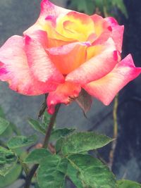 Close-up of pink rose