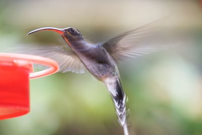 Close-up of bird flying