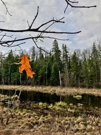 Close-up of autumn trees in forest