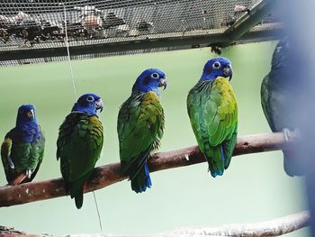 Low angle view of birds perching on branch