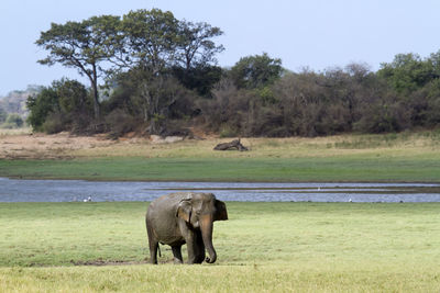 Elephant in a field