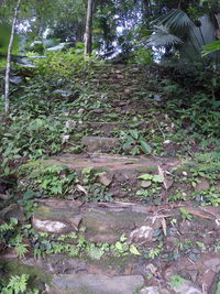 Pathway along trees in forest