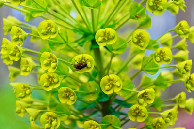 Close-up of bee pollinating on flower