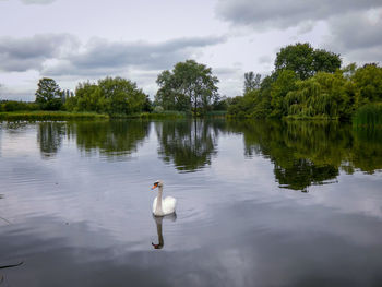 View of a swan swimming in lake