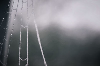 Close-up of wet spider web