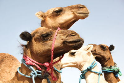 Close-up of two horses against clear sky