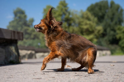 Portrait of dog standing on street