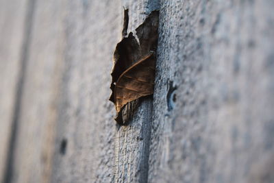 Close up of wood