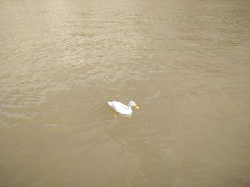 High angle view of swan swimming in lake