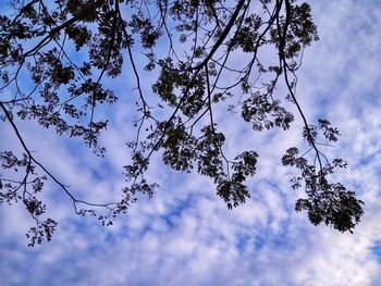 Low angle view of trees against blue sky