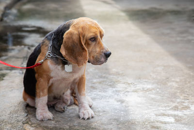 Dog looking away while sitting on footpath