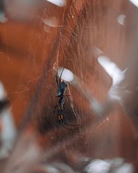 Close-up of spider on web