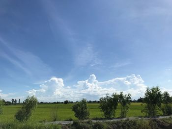 Scenic view of field against sky