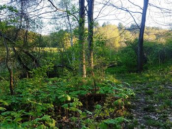 Scenic view of forest