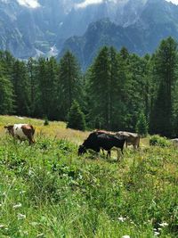 Horses in a field