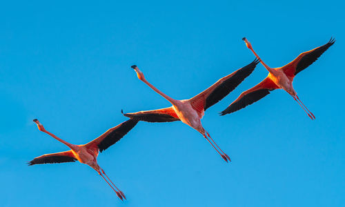3 flamingos flying overhead in sync 