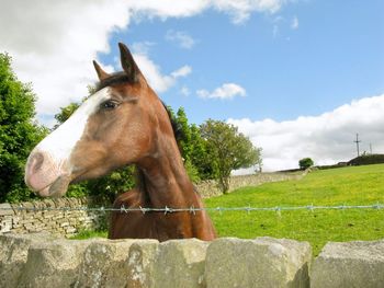 Horse on field against sky