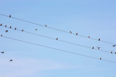 Low angle view of birds flying against clear blue sky