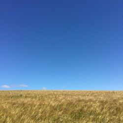 Scenic view of grassy field against clear sky