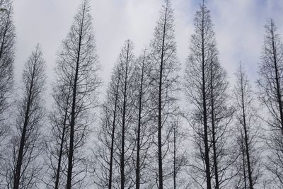 Low angle view of trees against sky