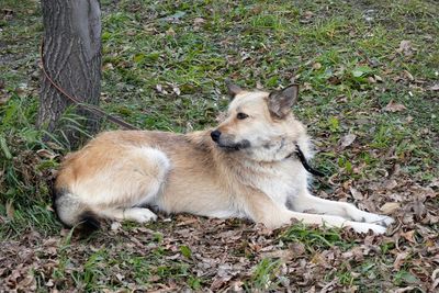 View of a dog resting on field