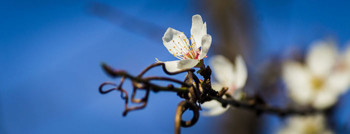 Close-up of white flowering plant