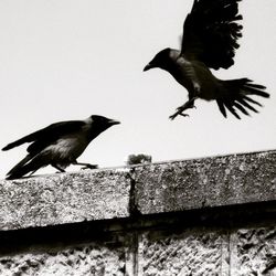 Flock of birds flying in sky