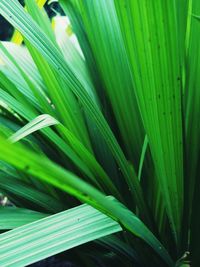 Close-up of plants