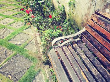 High angle view of plants