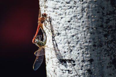 Close-up of insect