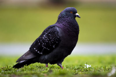 Close-up of pigeon perching on a field