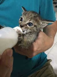 Close-up portrait of cat on hand