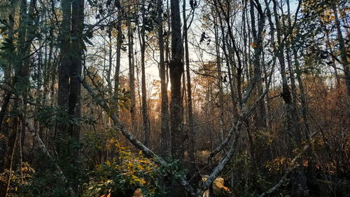 Trees in forest during winter