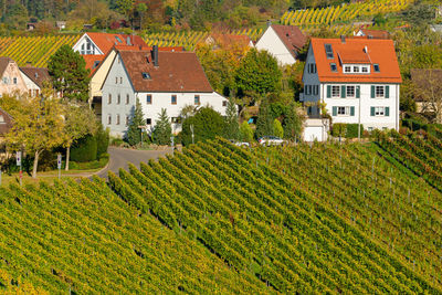 Plants growing on field by buildings in town