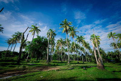 Palm trees on field against sky