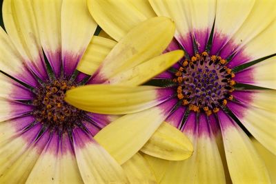 Close-up of yellow osteospermums