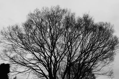 Low angle view of bare tree against clear sky